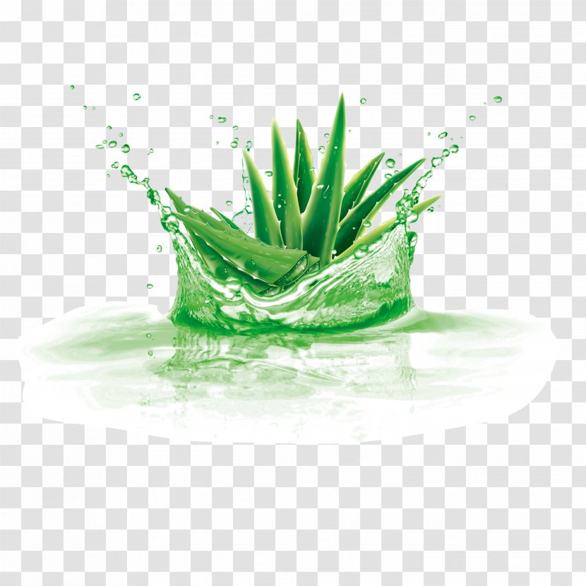 Aloe Vera Plant Gel Transparent PNG