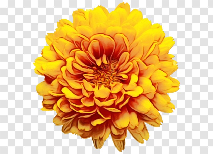 Orange - Paint - Dahlia English Marigold Transparent PNG