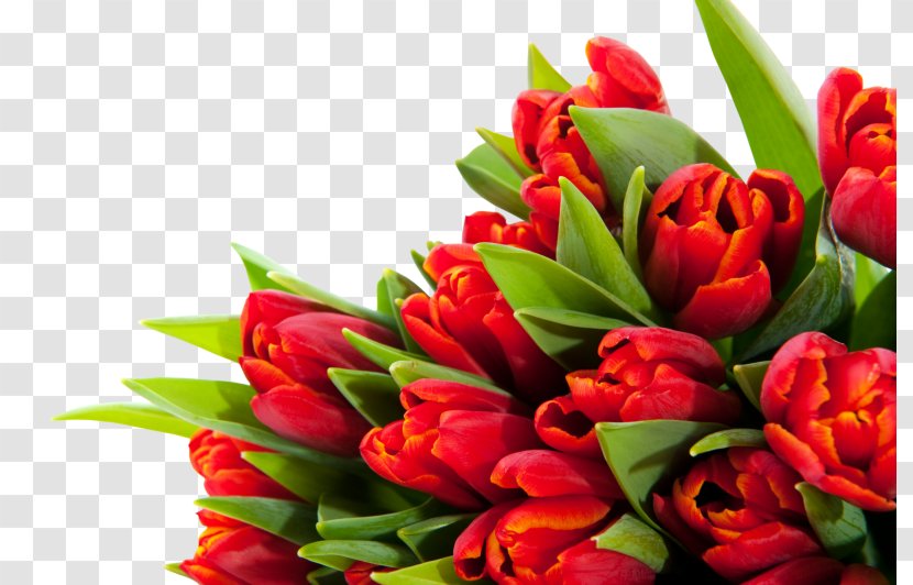 Tulip Floral Design Cut Flowers Flower Bouquet Transparent PNG