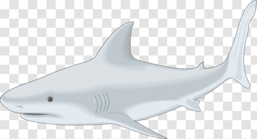 Tiger Shark Bull Whale Drawing - Squaliform Sharks - Fish Transparent PNG