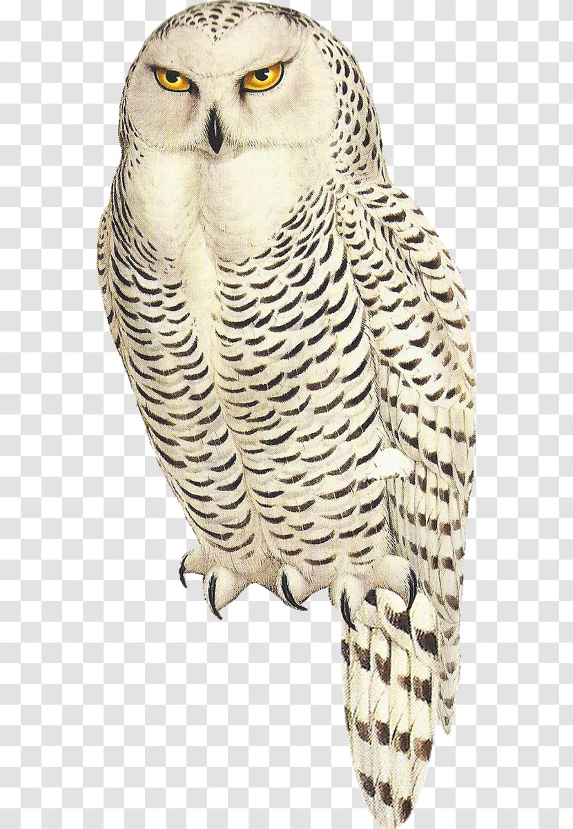 Great Horned Owl Snowy Bird Tawny Arctic Hare Transparent PNG