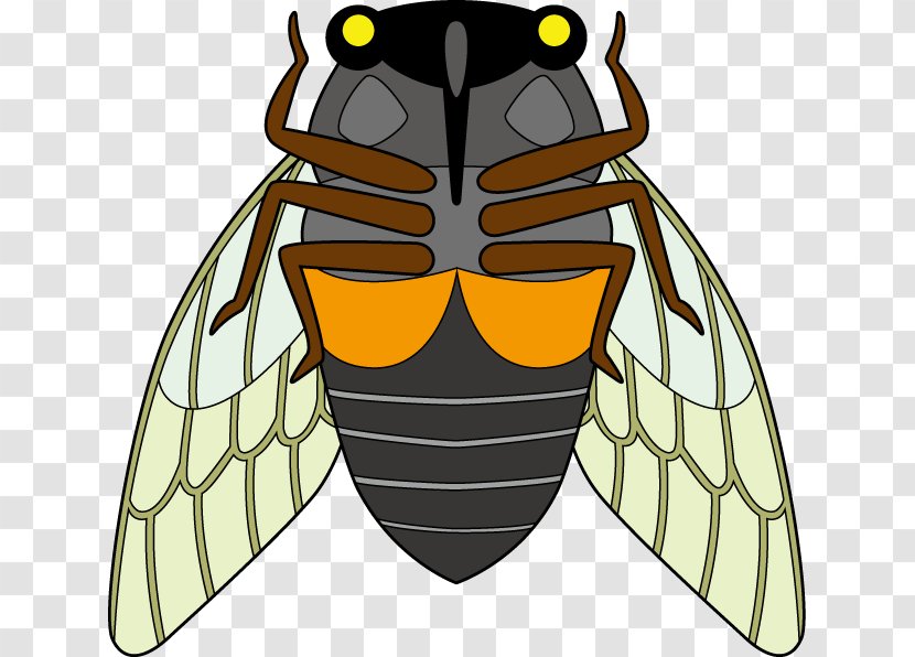 Honey Bee True Bugs Clip Art Transparent PNG