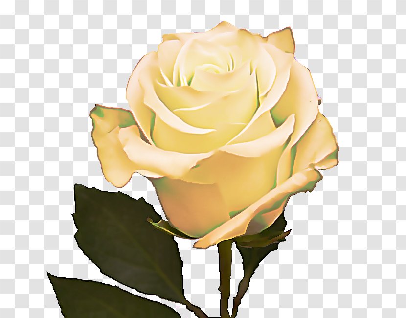 Garden Roses - Rose - Petal Family Transparent PNG