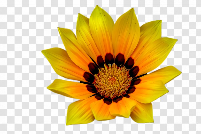 Sunflower - Flowering Plant - Pollen Orange Transparent PNG