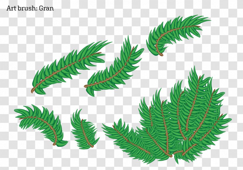 Fir Fern Plant Stem Leaf Pine - Illustrator Brushes Transparent PNG