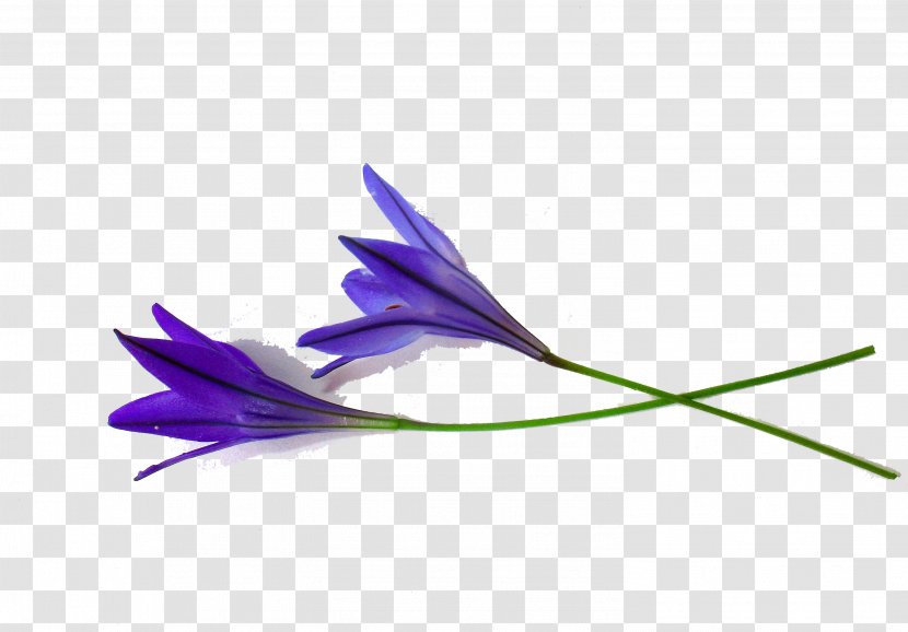 Flower Shoot Pixabay Illustration - Knowledge - Blue Gladiolus Petals Transparent PNG
