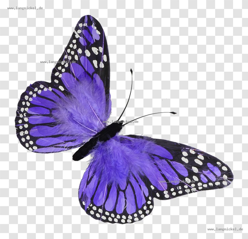 Butterfly Violet Color Blue Feather - Wing - Spring Material Transparent PNG