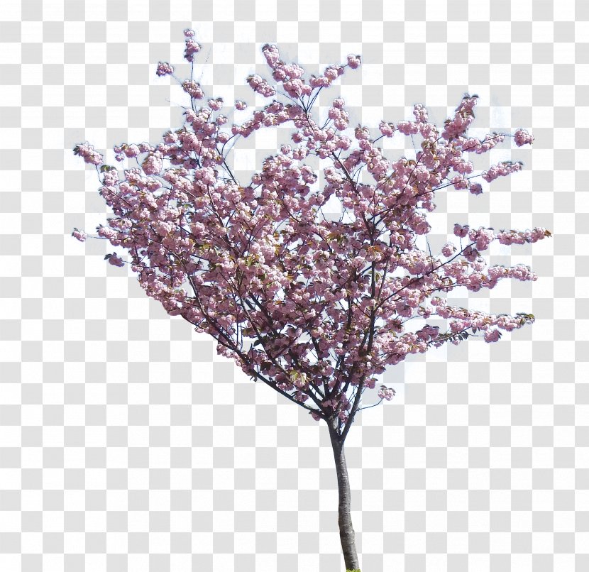 Cherry Blossom Clip Art Image - Flowering Dogwood Transparent PNG