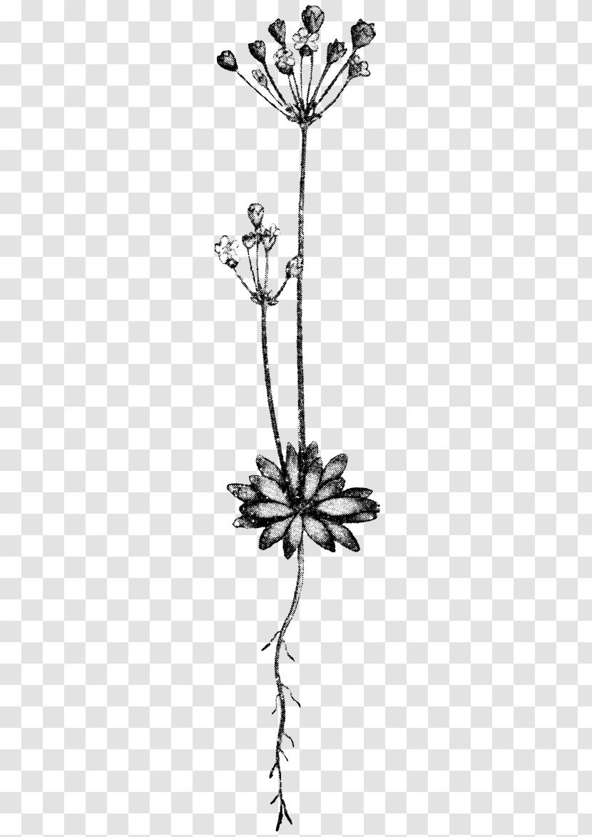 Twig Drawing Plant Stem Leaf /m/02csf - Symbol Transparent PNG