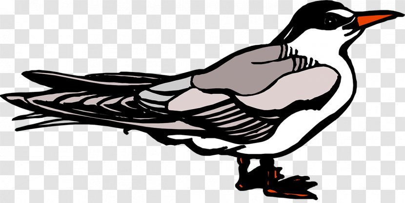 Duck Cartoon Beak Clip Art - White Transparent PNG