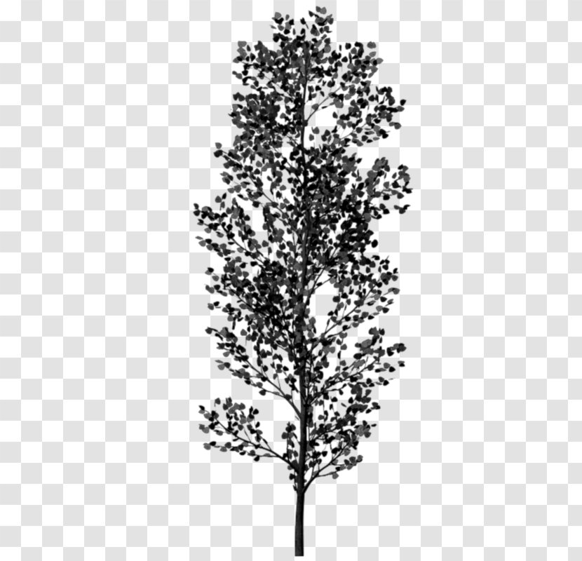 Twig Black And White Tree - Flowering Plant Transparent PNG