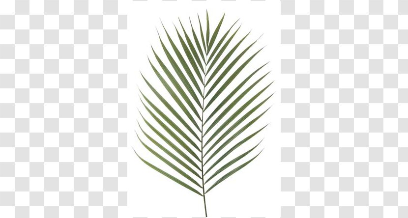 Canary Island Date Palm Branch Artificial Flower Leaf Chamaerops - Areca Transparent PNG
