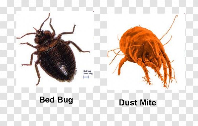 Bed Bug Bite Pest Control Insect Techniques - Cockroach - Bird Fleas Transparent PNG