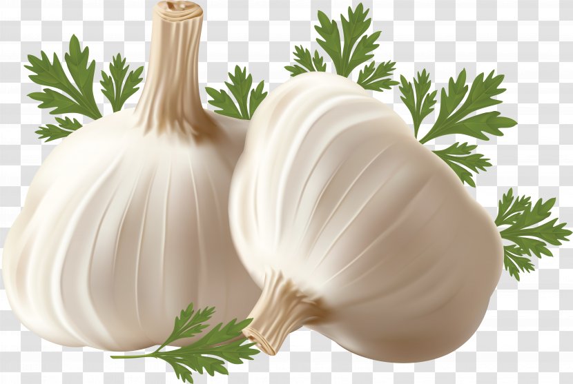 Garlic Breath Onion Clip Art Transparent PNG