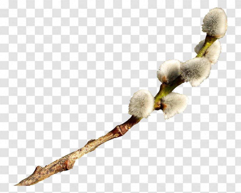 Catkin Easter Willow Transparent PNG