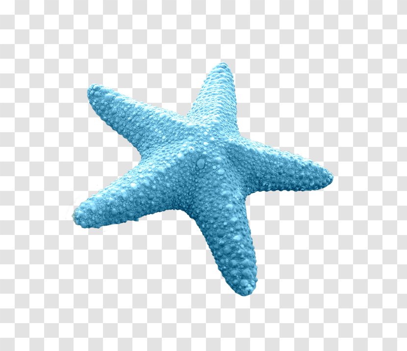Starfish Euclidean Vector Blue - Organism Transparent PNG