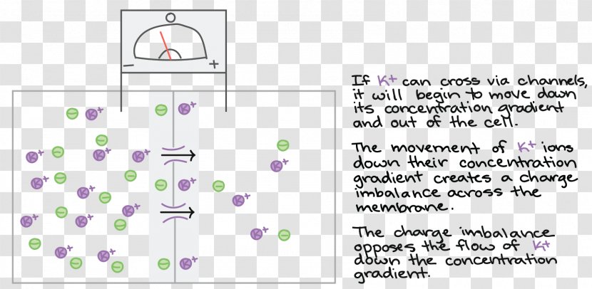 Membrane Potential Cell Hyperpolarization Depolarization Resting - Cartoon - Tree Transparent PNG