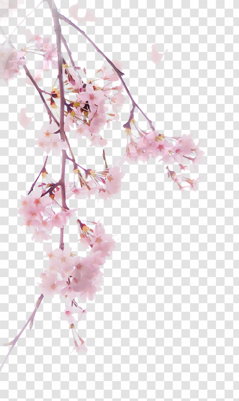 Cherry Blossom - Twig - Tree Spring Transparent PNG