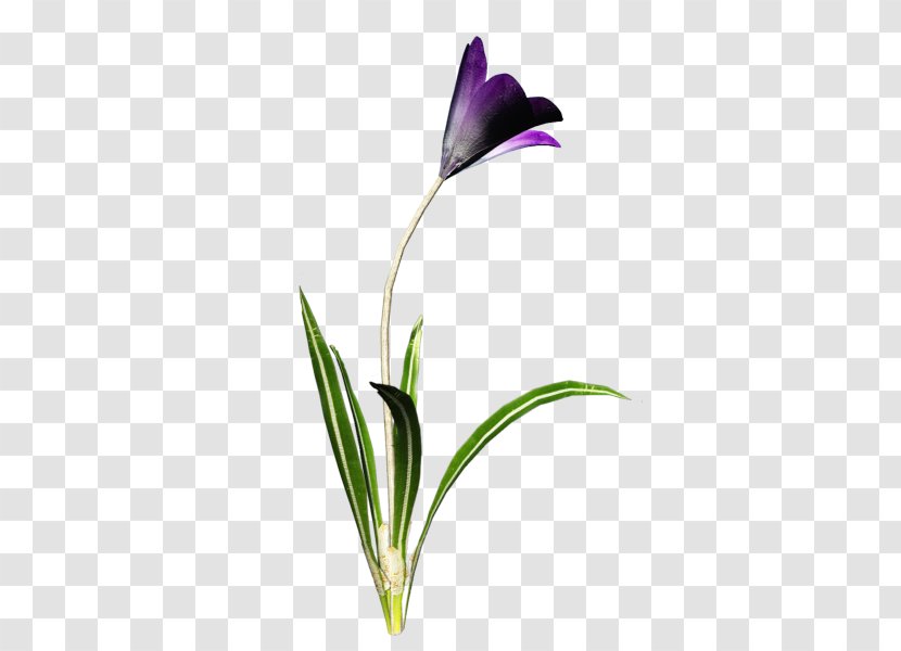 Petal Flower Icon - Flora - Floral Pattern Transparent PNG