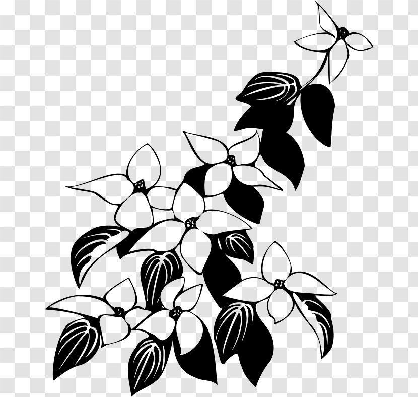 Kousa Dogwood Flowering Mboni Landscapers & Projects - Plant - Flowers Line Drawing Transparent PNG