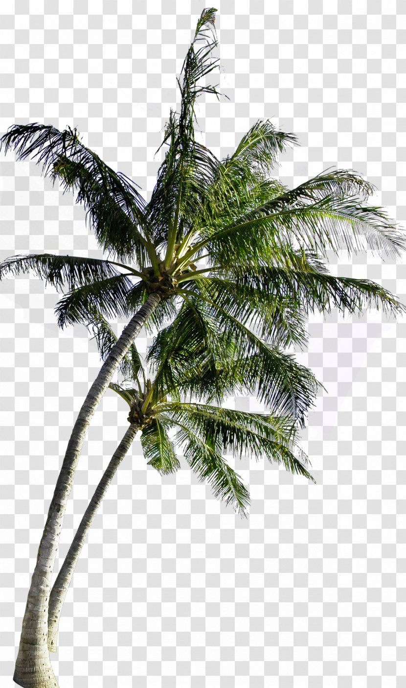 Coconut Tree Computer File - Plant Transparent PNG