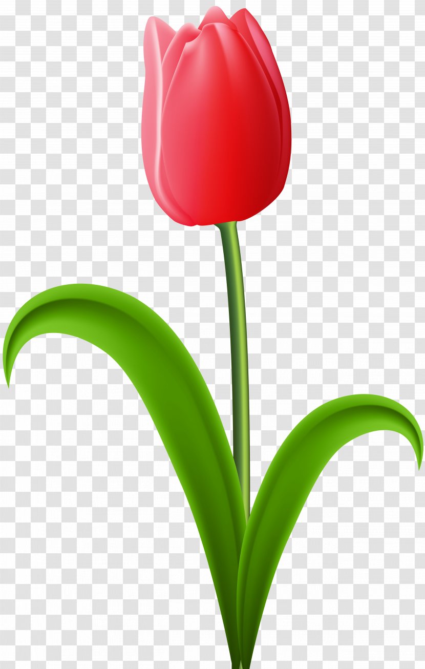Liriodendron Tulipifera Tulip Orange Festival - Red Transparent Clip Art Image Transparent PNG