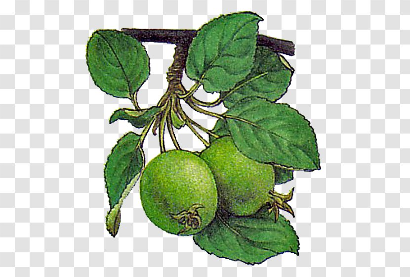Fruit Tree Drawing Apple Transparent PNG
