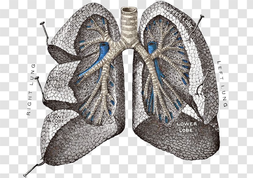 Gray's Anatomy Lung Respiratory System - Bronchus - Lungs PNG Transparent Images Transparent PNG