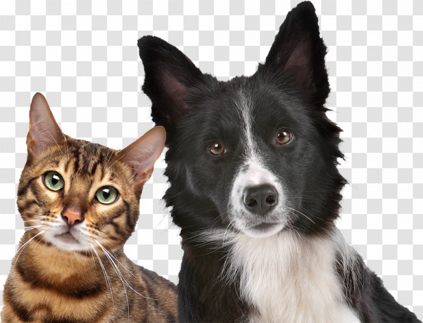 Yesterday's News Cat Litter Dog Pet Veterinarian - Mcnab Transparent PNG