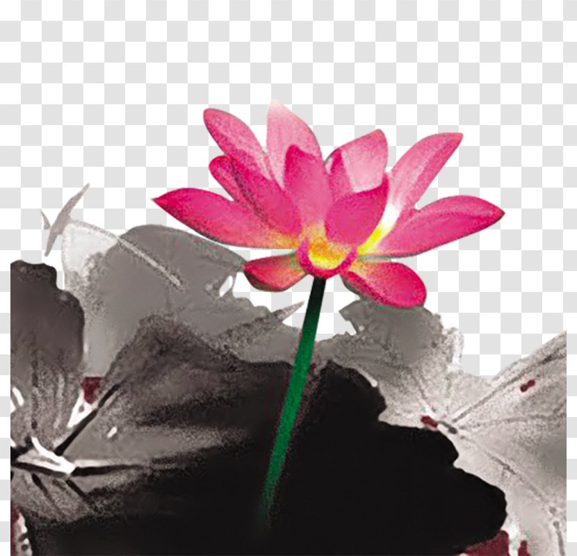 Nelumbo Nucifera Ink Wash Painting Download - Lotus Family Transparent PNG
