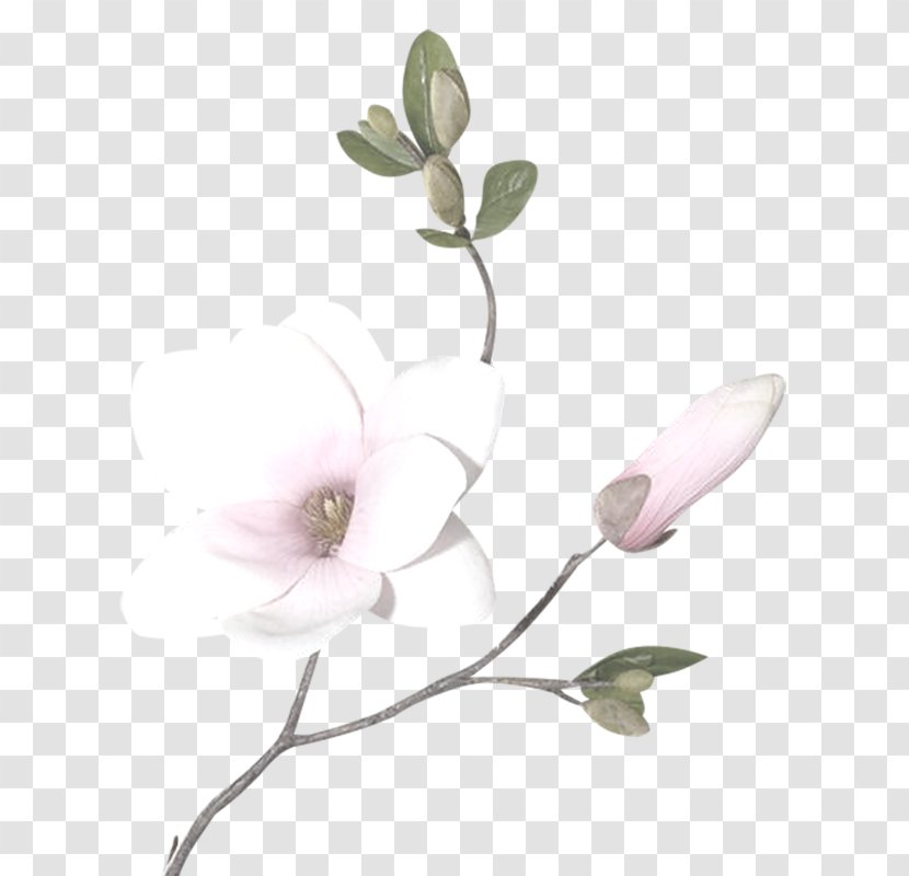 Magnolia Drawing Clip Art - Branch - Flower Transparent PNG