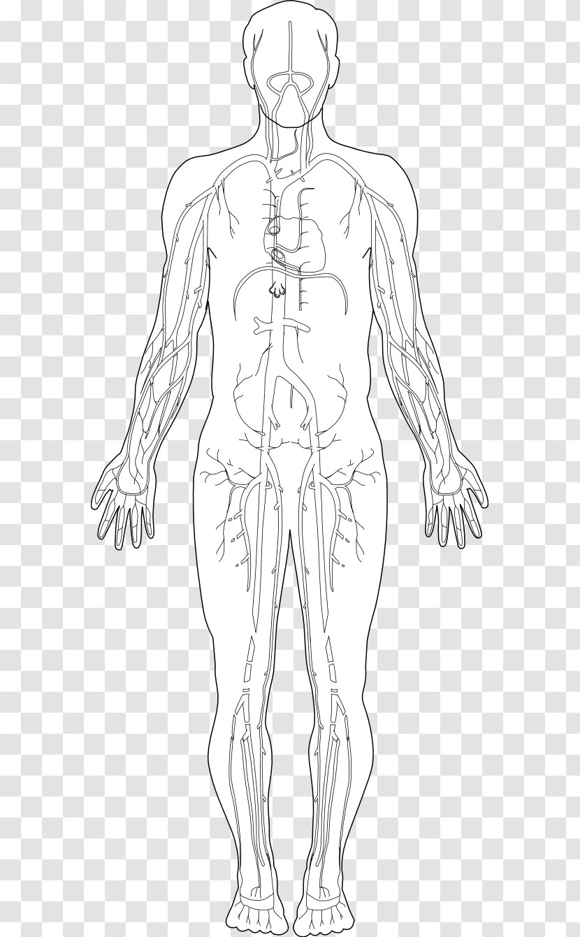 Human Body Homo Sapiens Diagram Hand Clip Art - Flower - Free Anatomy Images Transparent PNG