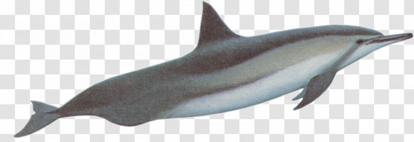 Spinner Dolphin River Striped Common Bottlenose Baiji - Fin - [dolphin Transparent PNG