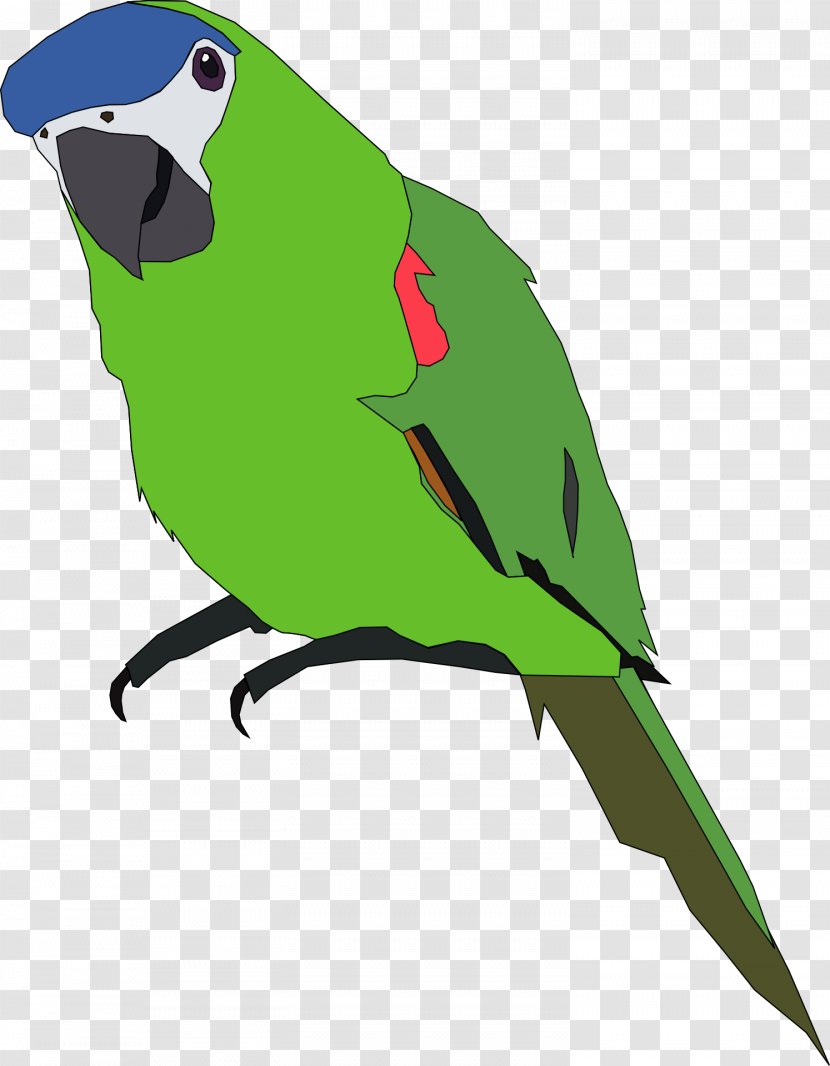 Parrot Budgerigar Clip Art Openclipart Bird - Organism Transparent PNG