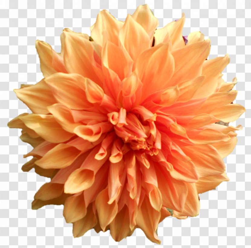 PAK-N-Wrap, Inc. Dahlia Paper Cut Flowers - Orange - Devi Transparent PNG