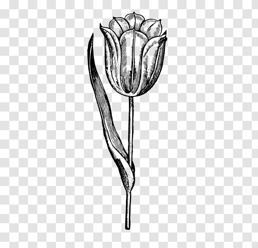 Drawing /m/02csf Tableware White Flowering Plant - Tulip Transparent PNG