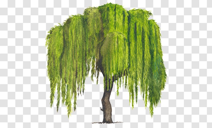 Tree Weeping Willow Woody Plant Drawing - Trunk - Arboles Transparent PNG