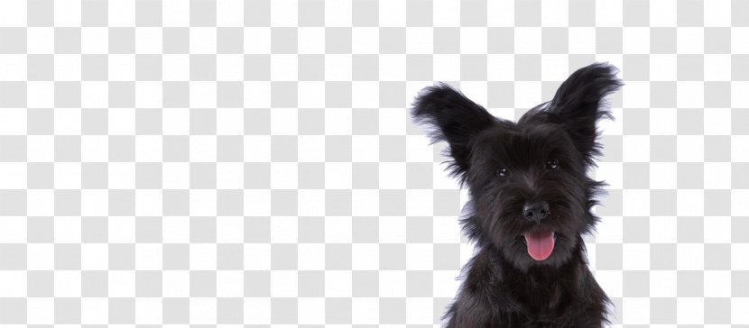 Skye Terrier Miniature Schnauzer Scottish Cairn Affenpinscher - Dog Breed - Puppy Transparent PNG