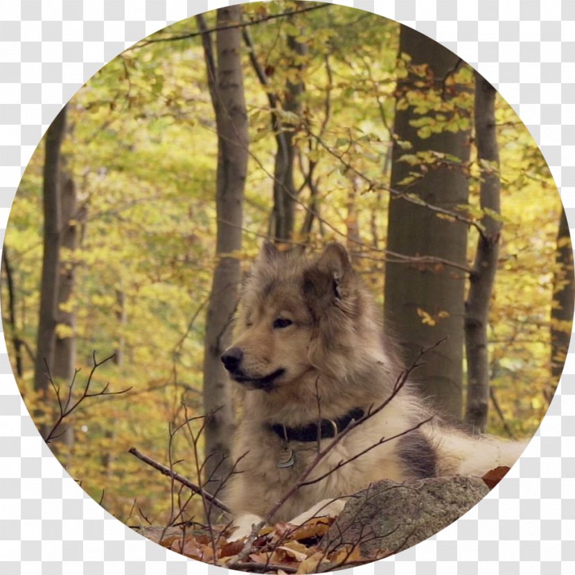 Gray Wolf Meaning Snout Mood HTTP 301 - Rough Circle Transparent PNG