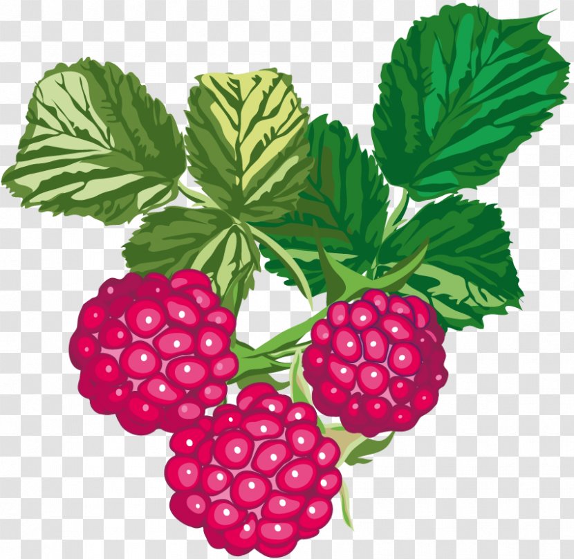 Raspberry Fruit Rubus Crataegifolius - Raspberries Blackberries And Dewberries Transparent PNG