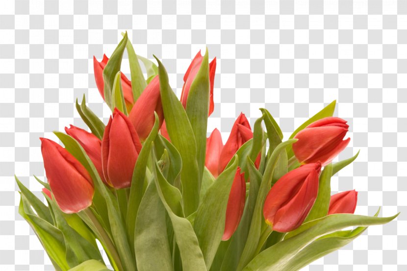 Flower Bouquet Desktop Wallpaper - Petal - Tulip Transparent PNG