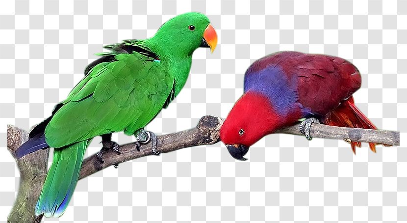 Lovebird True Parrot Eclectus Cockatiel - Pet - Bird Transparent PNG