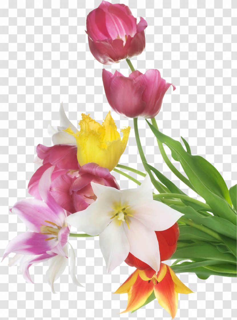 Stock Photography White - Lily Family - Tulip Transparent PNG