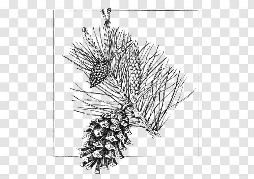 Scots Pine Conifer Cone Gymnosperm Drawing Conifers - Bonsai Pinus Pinea Transparent PNG