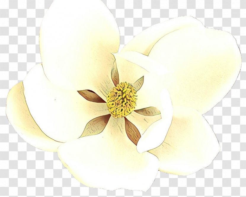 White Petal Flower Plant Magnolia - Wildflower - Southern Transparent PNG