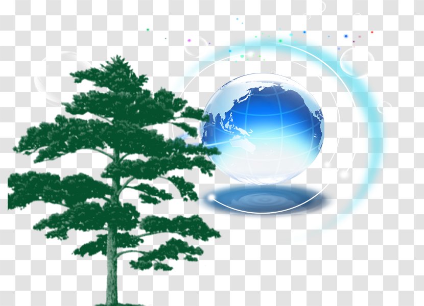 Pinus Densiflora Scots Pine Parviflora Resinosa Illustration - Blue Globe Transparent PNG