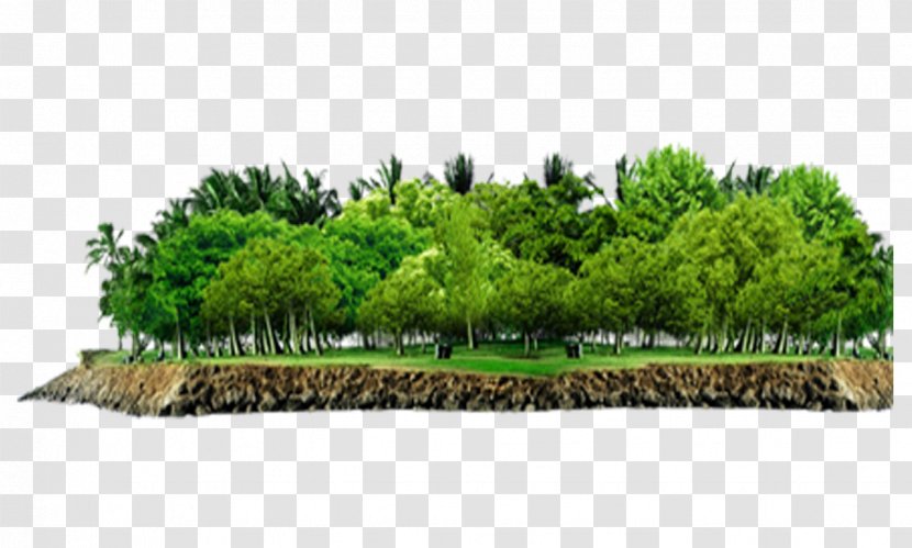 Tree Vegetation Forest - Plant Transparent PNG
