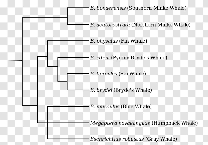Blue Whale Fin Rorquals Common Bottlenose Dolphin Tucuxi - Heart - Evolution Tree Transparent PNG