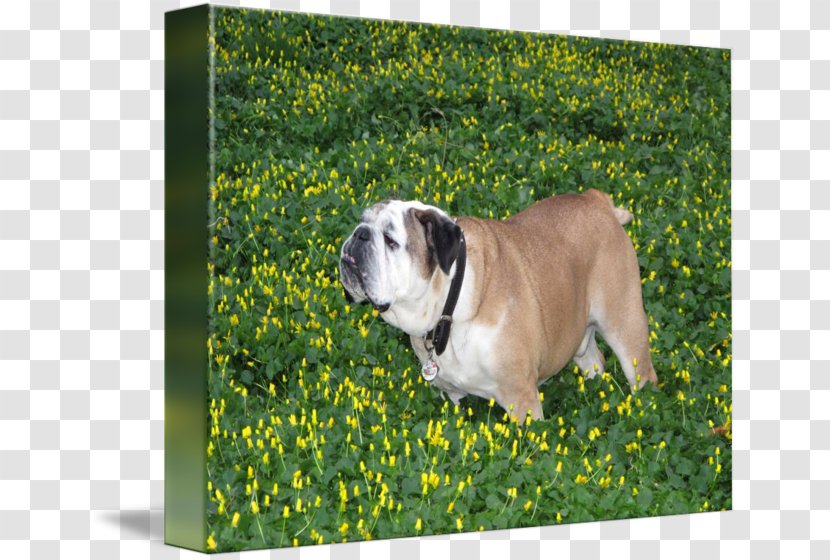 Toy Bulldog Olde English Bulldogge Dorset Tyme Dog Breed - Like Mammal Transparent PNG