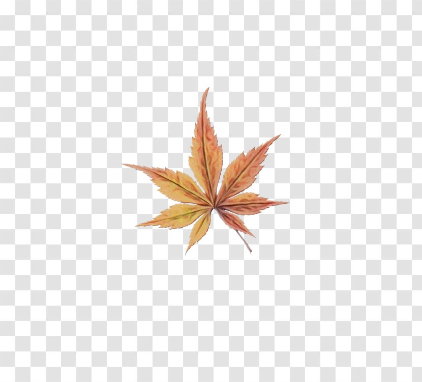 Maple Leaf - Flower - Hemp Family Transparent PNG